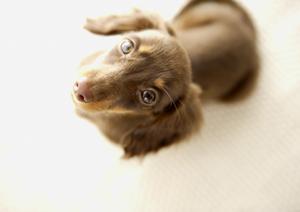 犬のおもちゃの種類と効果について