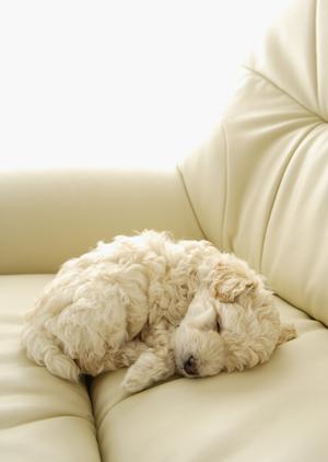 通販でドッグフードを購入するならこちら