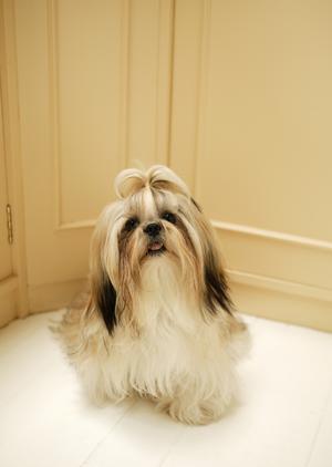 横須賀にある家族に暖かい動物病院