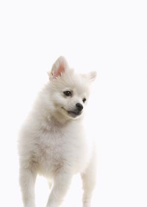 京都の動物病院に通院をしましょう