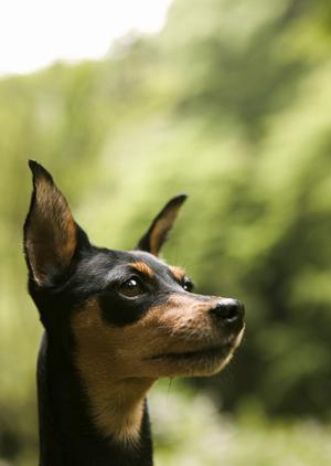 一般診療以外に眼科もある金沢の動物病院