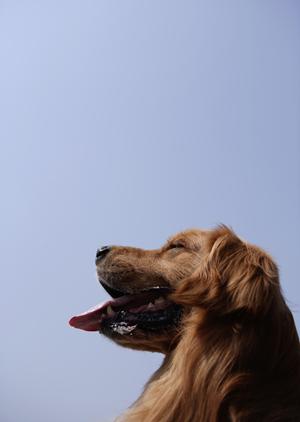 ティーカッププードルの子犬販売