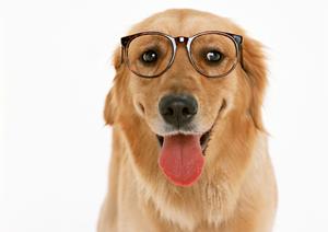 ぽちプラザ！大人気のラガマフィンも！