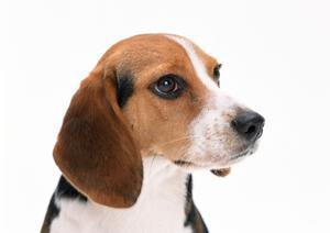 ダックスフンド専門店の飼育方法