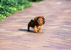 猫の健康管理に役立つ療法食の選び方と効果について徹底解説