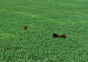 「伊丹空港からアクセス便利！安心して預けられるペットホテル完全ガイド」