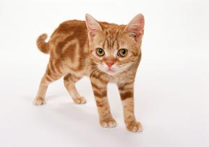 ペットを安心して引越し!大阪での輸送サービス徹底ガイド