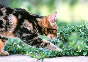 伊勢原にあるお勧めの動物病院です
