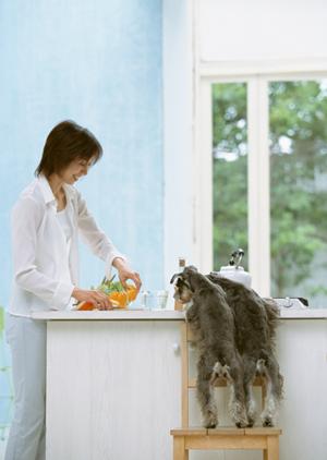 ノルウェージャン子猫のブリーダーなら