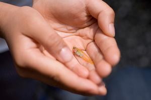 大切なペットとのお別れをするなら